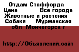 Отдам Стаффорда › Цена ­ 2 000 - Все города Животные и растения » Собаки   . Мурманская обл.,Мончегорск г.